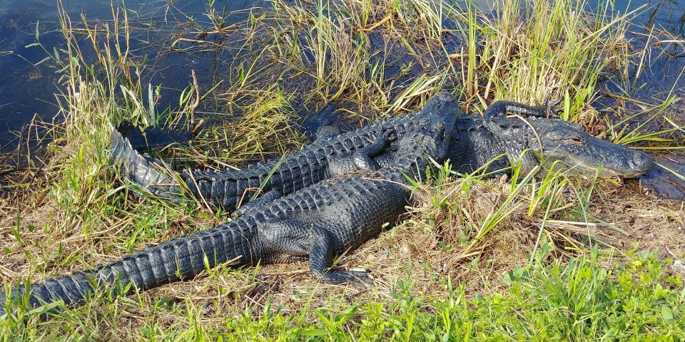 Miami: Everglades Airboat Ride and Tram Tour - Price and value: $169 that’s mostly about included logistics