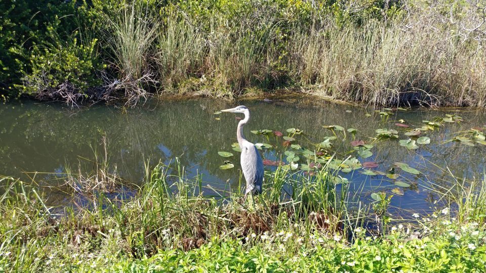 Miami: Everglades Airboat Ride and Tram Tour - Small group comfort: why 12 people matters