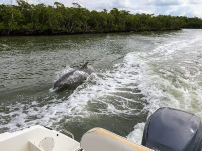 Miami: Everglades Full-Day Tour with 2 Boat Trips and Lunch - The 75-minute airboat ride: River of Grass, no cages, lots of action
