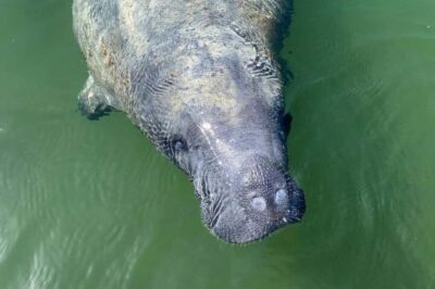 Miami: Everglades National Park Hiking and Kayaking Day Trip - Two hikes inside the Everglades: more than just a walk