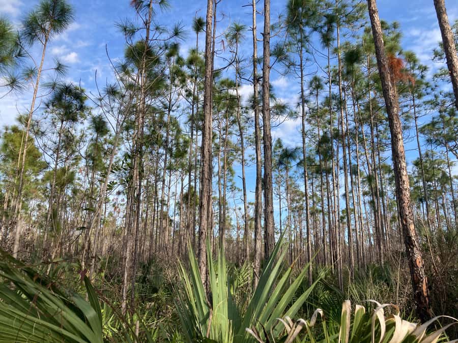 Miami: Everglades National Park Hiking and Kayaking Day Trip - Wildlife you can realistically watch for (and how to handle it)