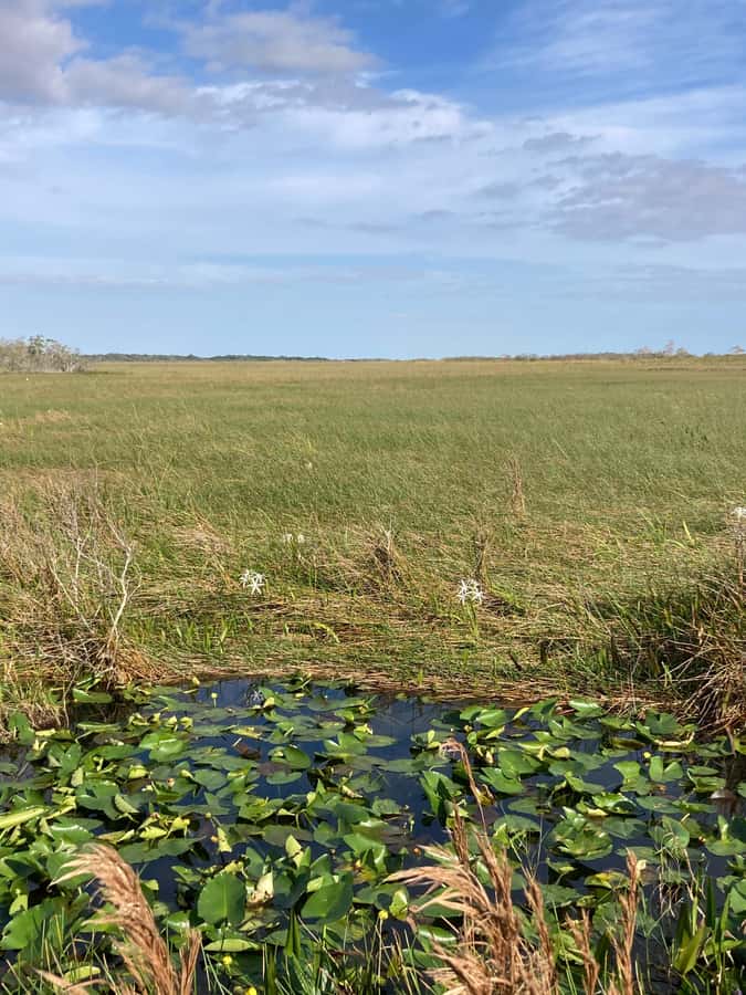 Miami: Everglades National Park Hiking and Kayaking Day Trip - Picnic lunch and included snacks: the food part won’t trip you up