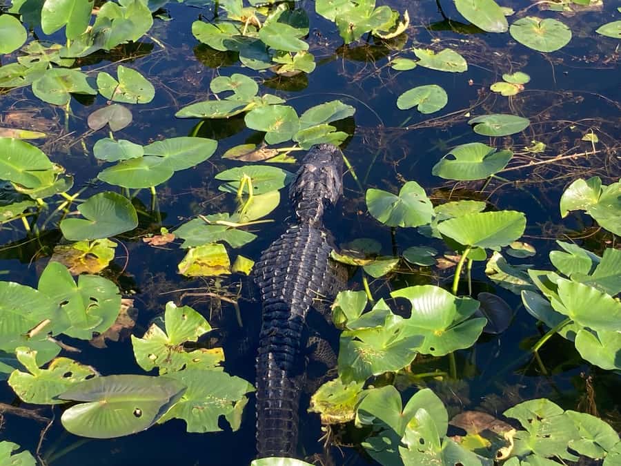 Miami: Everglades National Park Hiking and Kayaking Day Trip - Who this trip fits best (and who should reconsider)