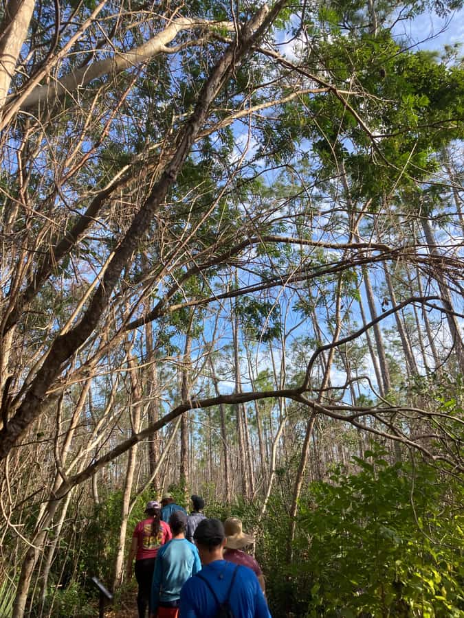 Miami: Everglades National Park Hiking and Kayaking Day Trip - Quick practical tips for your Everglades day