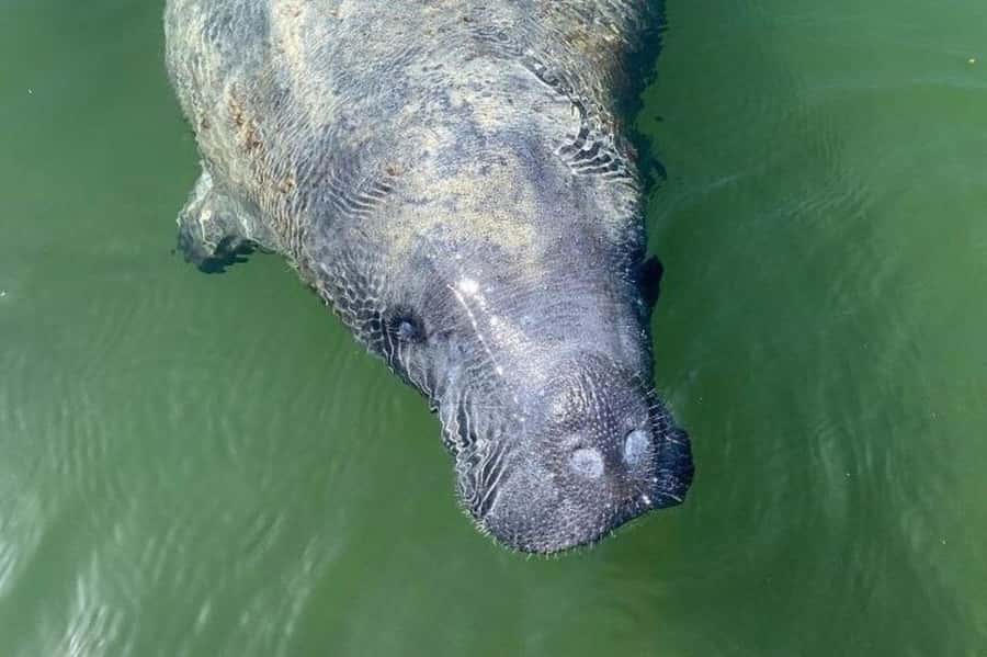 Miami: Everglades National Park Hiking and Kayaking Day Trip - Two hikes inside the Everglades: more than just a walk