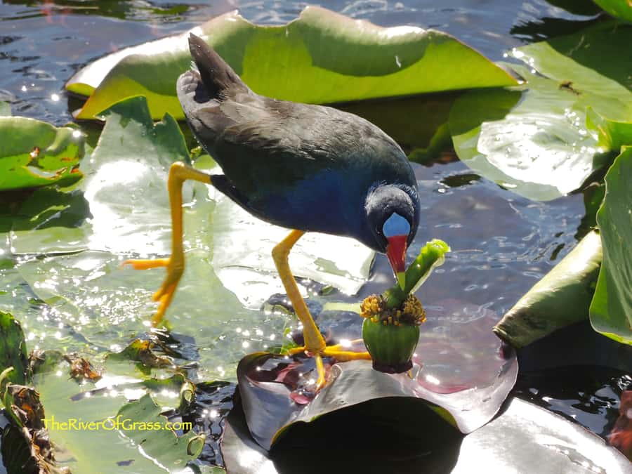 Miami: Everglades River of Grass Small Airboat Wildlife Tour - 5 Key Things You’ll Notice Right Away
