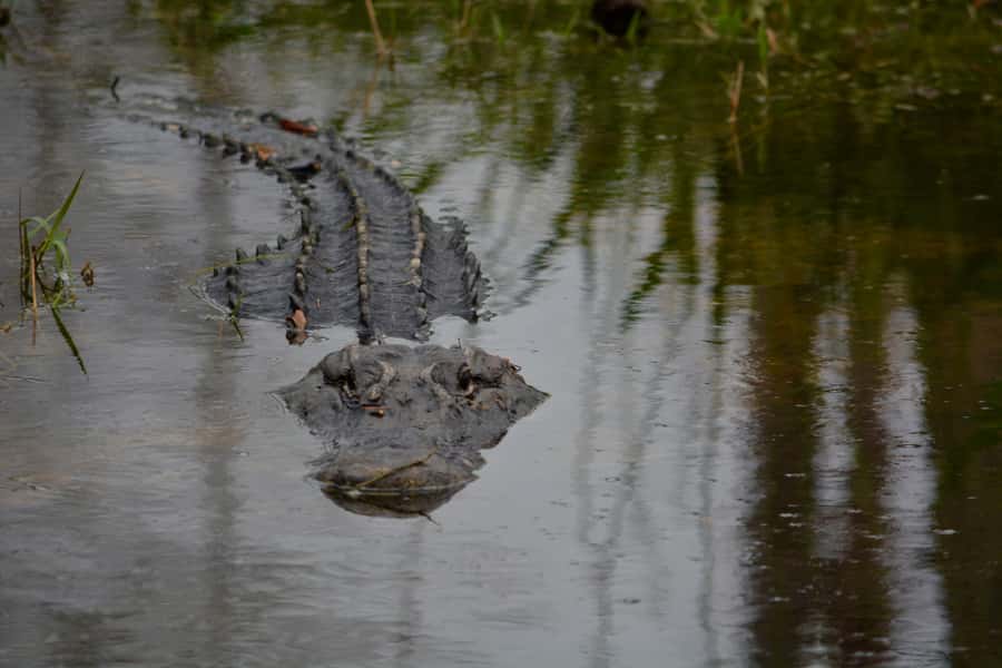 Miami: Everglades River of Grass Small Airboat Wildlife Tour - Who This Tour Fits Best (and Who Might Want Something Different)