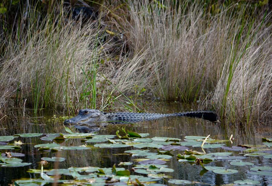 Miami: Everglades River of Grass Small Airboat Wildlife Tour - Why the River of Grass Tour Works Better Than a Big Airboat Show