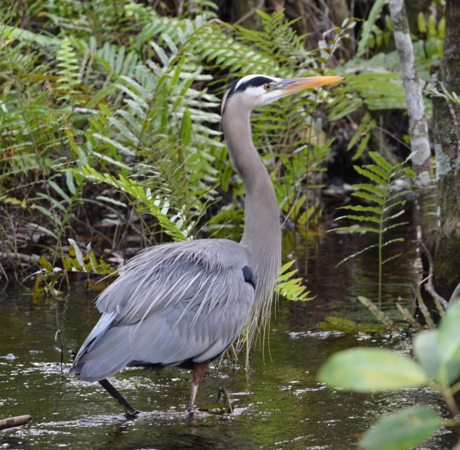 Miami: Everglades River of Grass Small Airboat Wildlife Tour - Wildlife Encounters: What You’re Most Likely to See Up Close