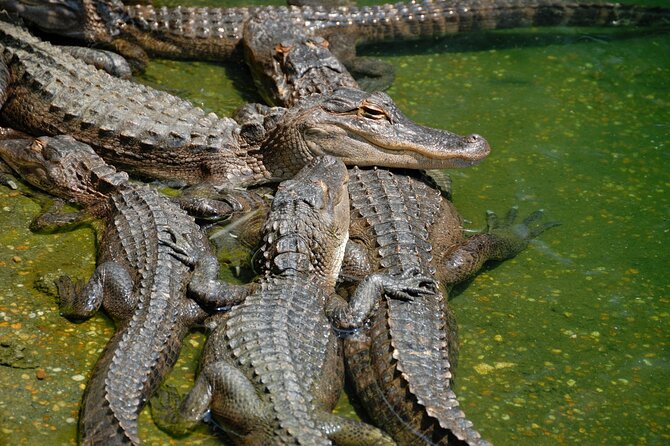 Miami Full Day Self-Guided Sightseeing Tour w/ Cruise and Everglades Airboat - Biscayne Bay 90-Minute Cruise: Millionaire Homes and Venetian Islands Views