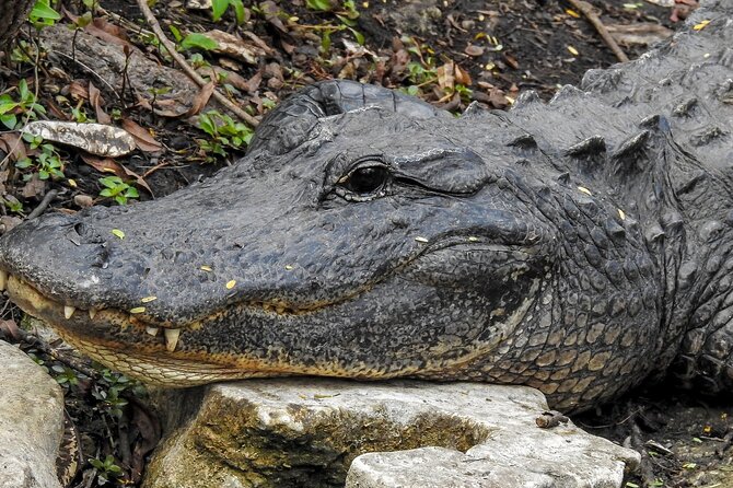 Miami Full Day Self-Guided Sightseeing Tour w/ Cruise and Everglades Airboat - Food, Comfort, and What to Bring for a 6 to 10 Hour Day