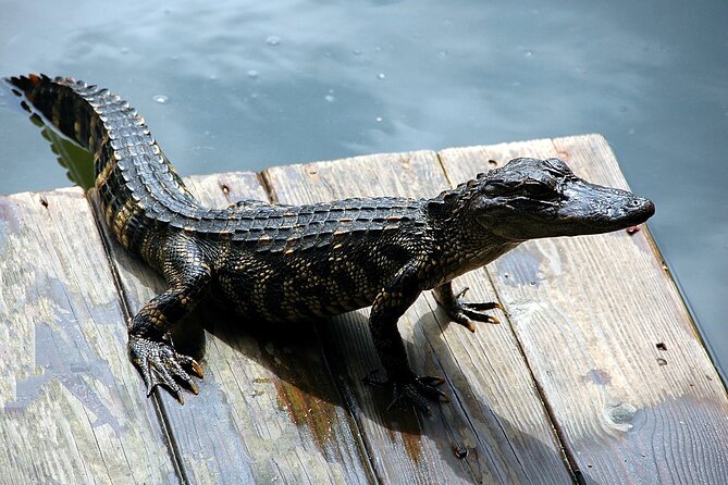 Miami Full Day Self-Guided Sightseeing Tour w/ Cruise and Everglades Airboat - Should You Book This Miami Combo Tour?