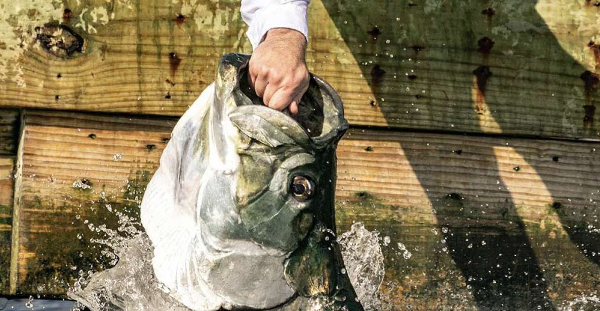Miami: Giant Fish Feeding Experience - Key points to know before you book