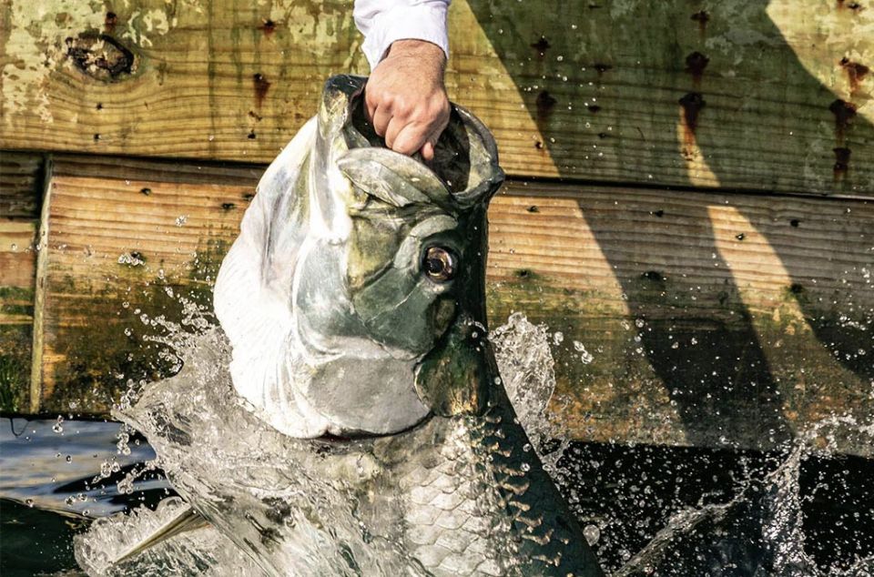 Miami: Giant Fish Feeding Experience - Hand-Feeding a 300-Pound Tarpon in Bayside Bay