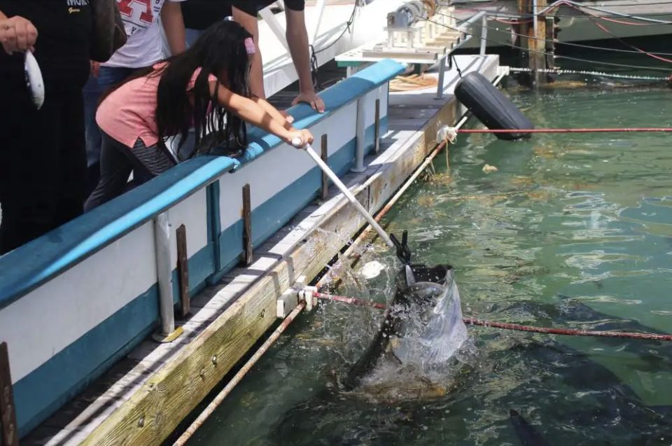 Miami: Giant Fish Feeding Experience - Price and value: is $20 worth it?