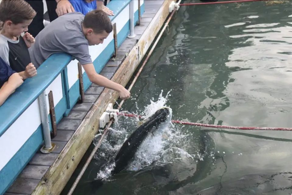 Miami: Giant Fish Feeding Experience - Where you meet at Pier 5 (and why it matters)