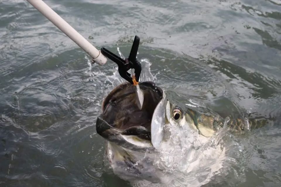 Miami: Giant Fish Feeding Experience - What to wear and bring for a smooth, non-stressful feed
