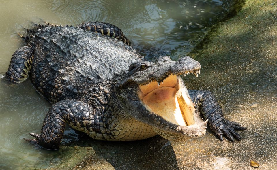 Miami: Half-Day Everglades Tour in French - A practical checklist before you go