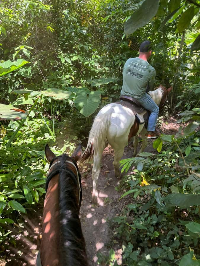 Miami: Horseback Riding in South Beach - South Beach on Horseback in Miami: the real value of that 1-hour window