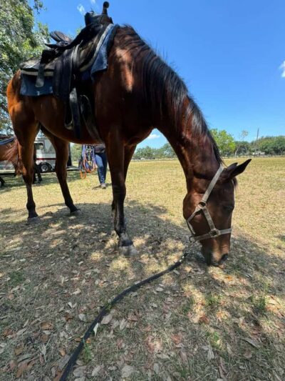 Miami: Horseback Riding in South Beach - Horses, safety, and horse welfare: what you can reasonably look for