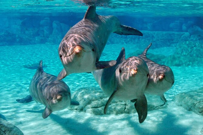 MIAMI: Key West Day Trip with Snorkel or Glassbottom Boat - Who this tour suits best (and who should skip it)