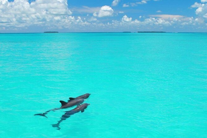 MIAMI: Key West Dolphin Watch Tour - Optional Dolphin Snorkel Upgrade: Instruction, Equipment, and Dolphin-Spotting Reality