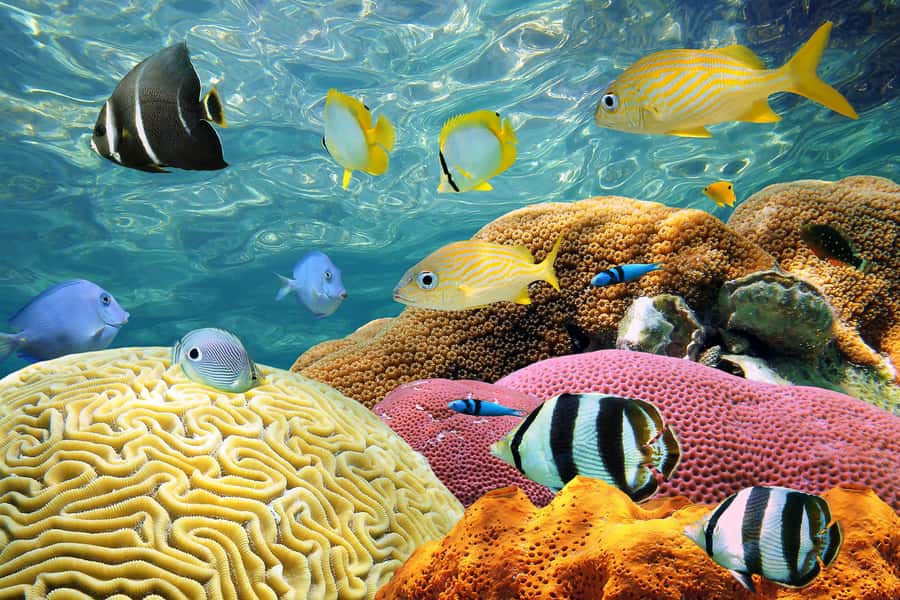 Miami: Key West with Catamaran Tour, Drinks, and Free Time - Drinks Included: Fun Add-On or Something to Manage?