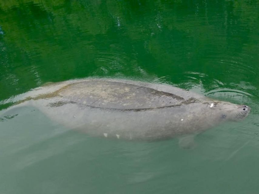 Miami: Manatee Season Paddleboard or Kayak Tour - Atlantic Coast or skyline-side route: the Miami view from water level