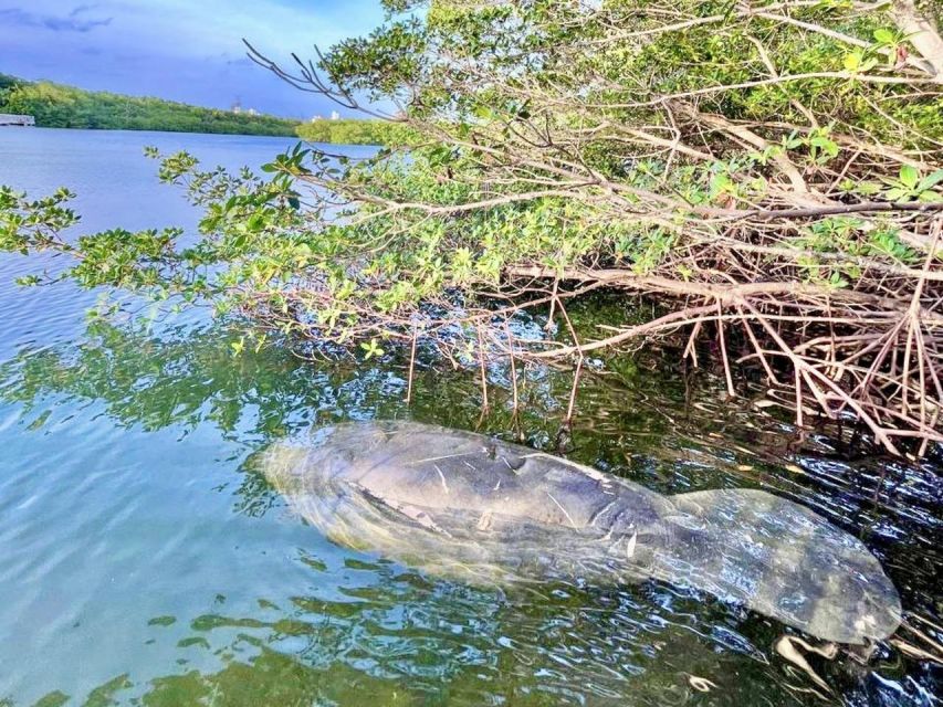 Miami: Manatee Season Paddleboard or Kayak Tour - Gear you get (and what you should bring anyway)