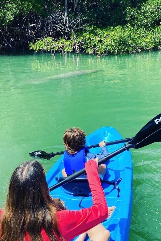 Miami: Manatee Season Paddleboard or Kayak Tour - Getting through the day: who this tour fits best