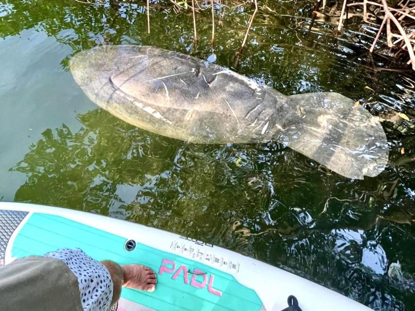 Miami: Manatee Season Paddleboard or Kayak Tour - Price and value: is $85 fair for a manatee paddle?