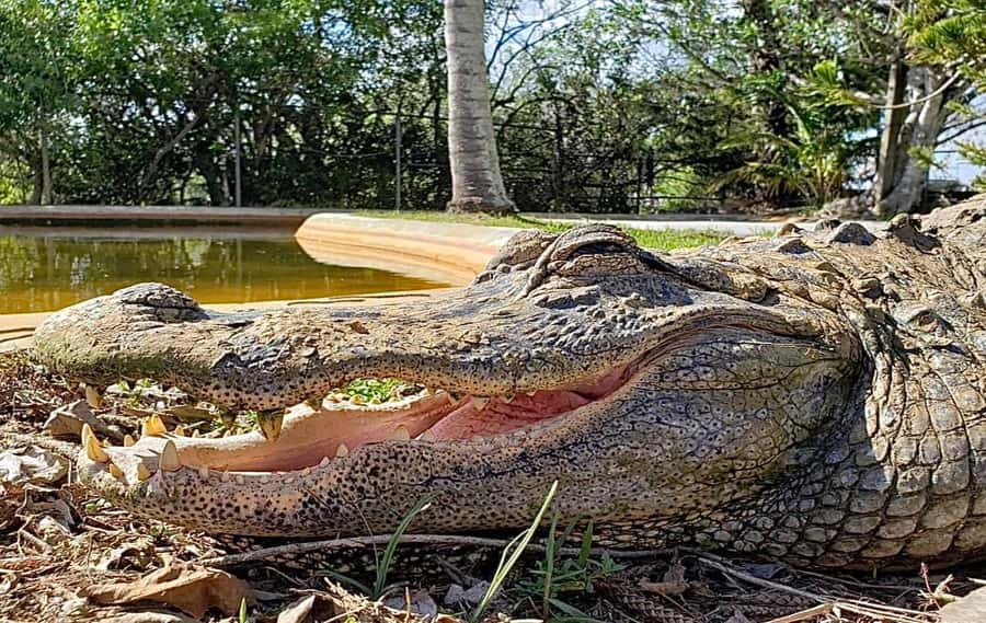 Miami: Original Everglades Airboat Tour & Interpretive area - The Interpretive Area: Why Guides Matter More Than You Think