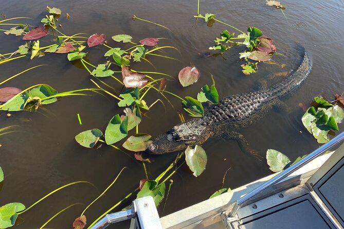 Miami / Port: Everglades Airboat Wildlife Experience - The wildlife part: alligators, birds, and learning that actually helps