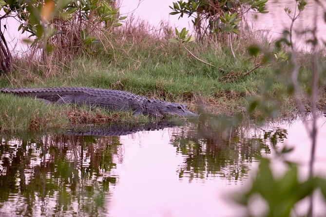 Miami / Port: Everglades Airboat Wildlife Experience - Price and value: is $69.30 a good deal?