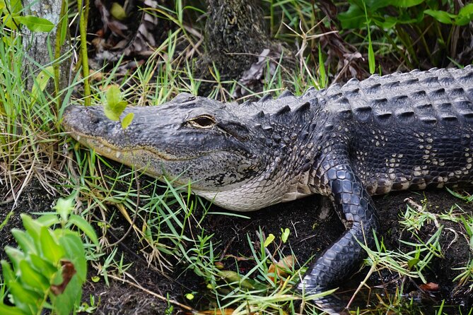 Miami / Port: Everglades Airboat Wildlife Experience - Practical tips so your day runs smoother