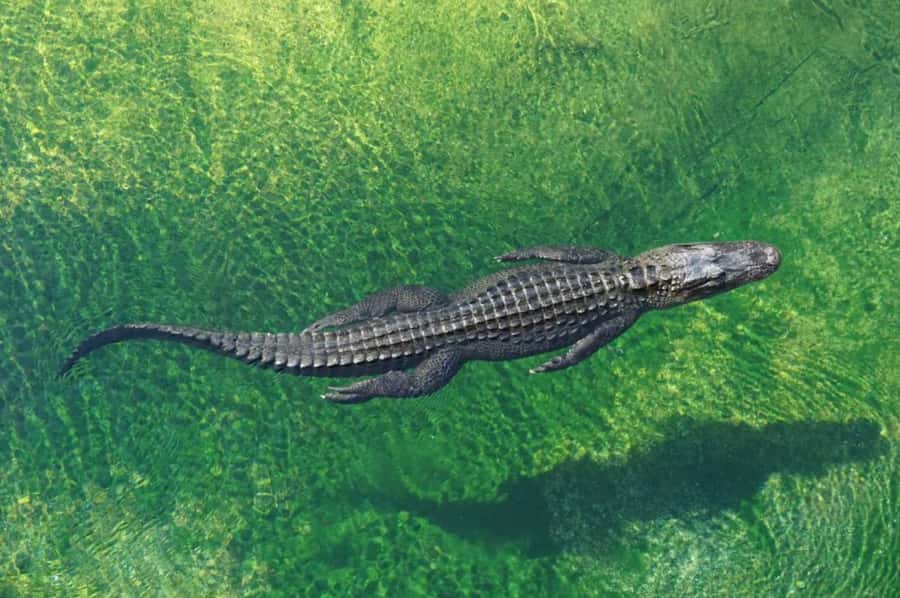 Miami: Small Group Tour w/Everglades, Little Havana & Cruise - What the price covers (and where you might spend extra)
