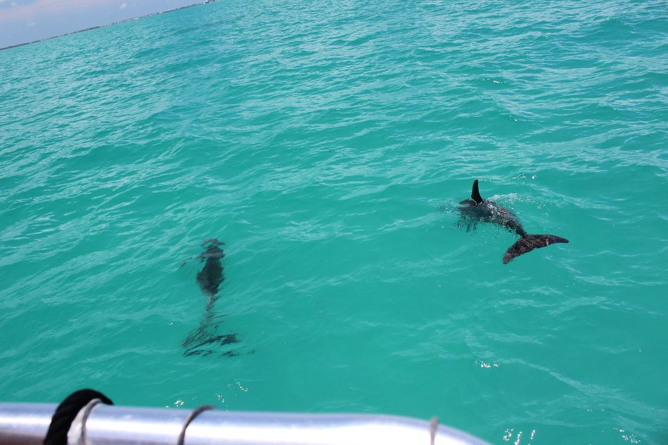 Miami to Key West Shuttle: Dolphin, Snorkeling & More - Quick Key Points to Know Before You Go