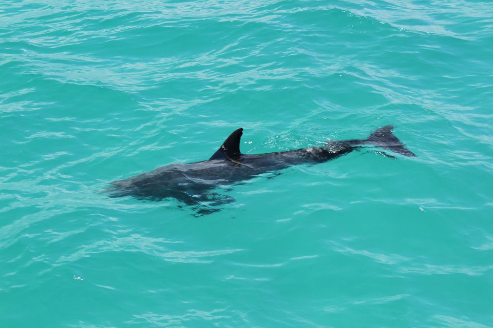 Miami to Key West Shuttle: Dolphin, Snorkeling & More - Dolphin Watching and Snorkeling: How the Day Can Go Right