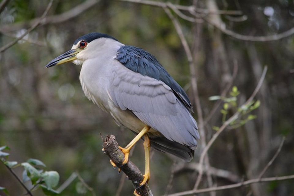 Ochopee: Half-Day Mangrove Tunnel Kayak Tour - From Gear to Kayak Control: What Your Guide Adds