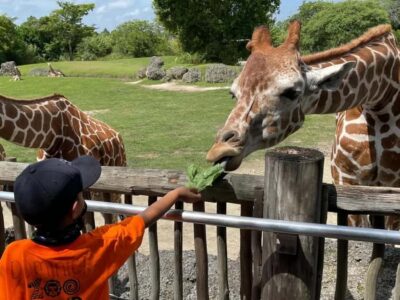 Passin Miami: 30+ Attractions, eSIM & 1-Way Airport Transfer - Price and Value: When the Math Starts to Make Sense