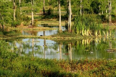Private 4 Hour Everglades Tour with shared Airboat - Shared Airboat Riding: The Sweet Spot Between Value and Privacy