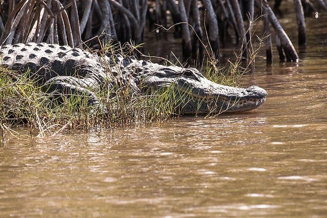 Private 4-hour Tour of Everglades from Miami Dade - Who This Tour Is Best For