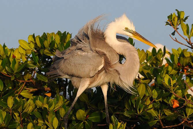 Private Everglades 10,000 Islands Photo and Birding Boat Safari - What to expect when wildlife shows up (and when it doesn’t)