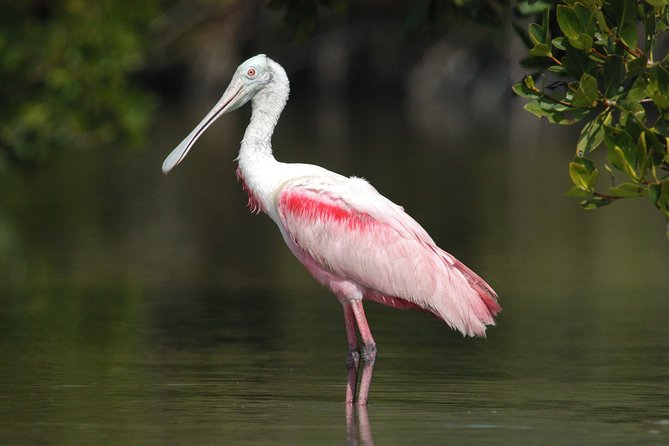 Private Everglades 10,000 Islands Photo and Birding Boat Safari - Your boat setup: tripod space and quiet electric power