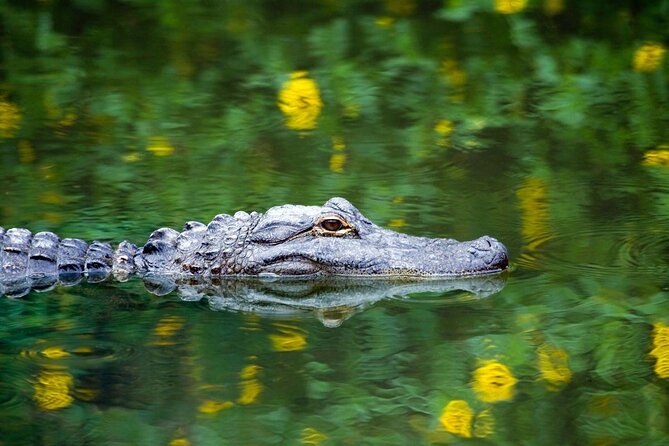 Private Everglades Airboat Tour with Pick up and Everglades Guide - Key highlights worth planning for