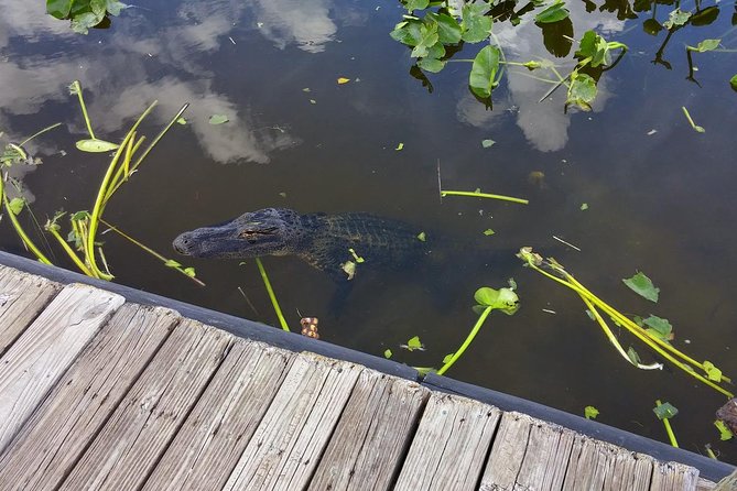 Private Everglades Airboat Tour with Pick up and Everglades Guide - Guides and captains: why the explanations make the day feel worth it