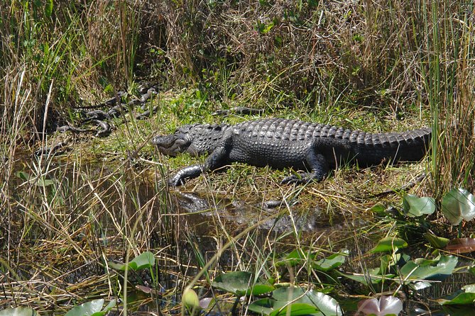 Private Everglades Airboat Tour with Pick up and Everglades Guide - Price and value: $1,650 for up to 5, and when it makes sense