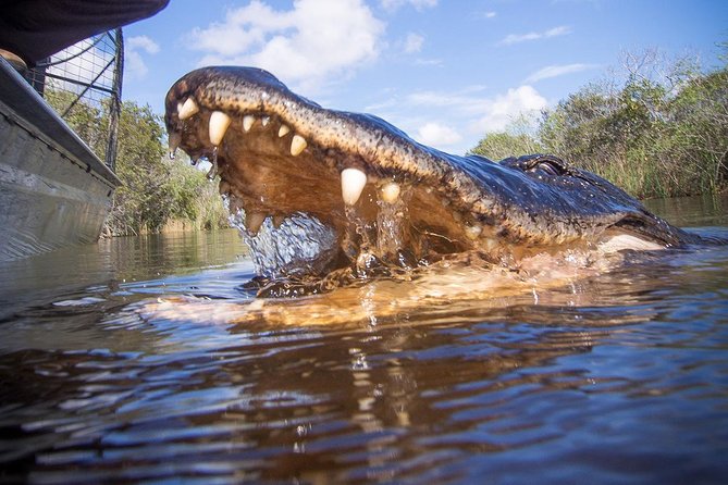 Private Everglades Airboat Tour with Pick up and Everglades Guide - The 3.5-hour Everglades plan: what you’ll likely do