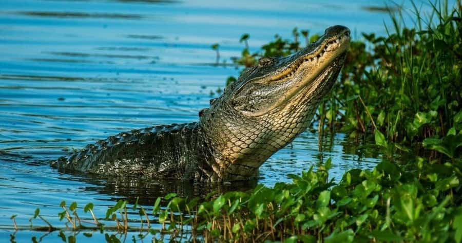 Private Everglades Tour:Explore the Beauty of the Everglades - Private Everglades Tour: What makes it feel different