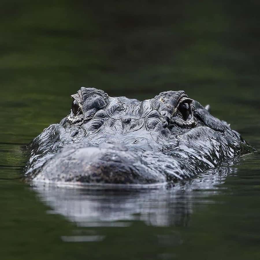 Private Everglades Tour:Explore the Beauty of the Everglades - How the 4-hour schedule comes together (pickup to drop-off)